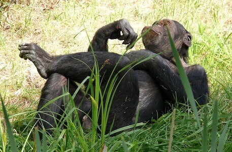 singe détente farniente