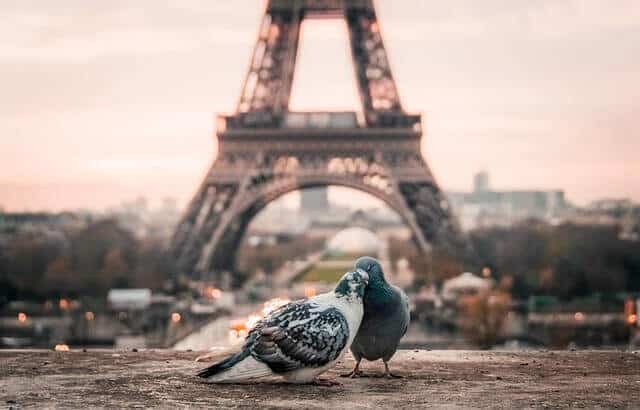 paris tour eiffel pigeons