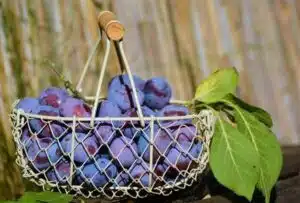 Glanage de fruits autour de chez moi