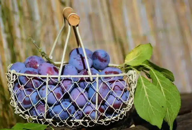 Glanage de fruits autour de chez moi